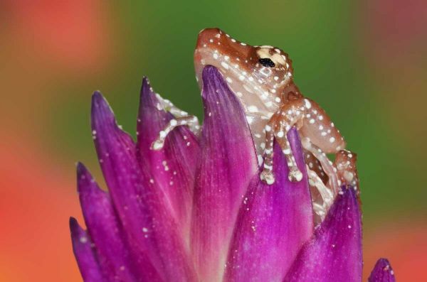 Borneo Close-up of Cinnamon Ttree Frog